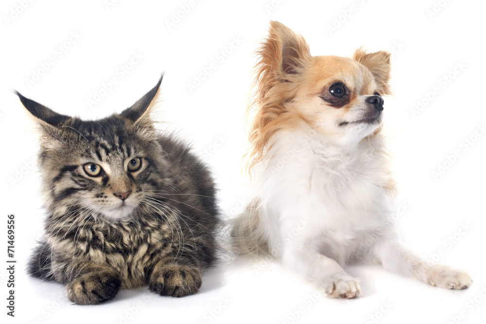 maine coon kitten and chihuahua