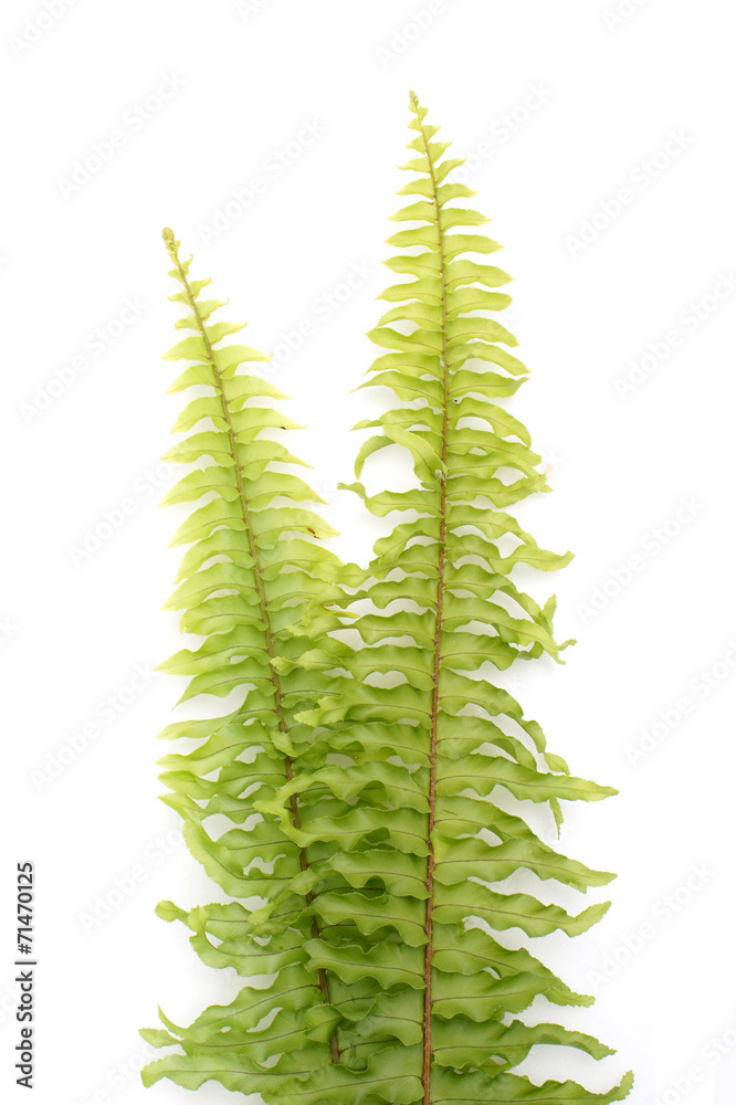 Green fern on white background Green fern on white background