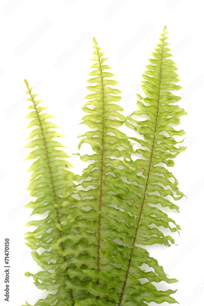 Green fern on white background Green fern on white background
