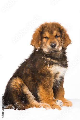 little security guard - red puppy of Tibetan mastiff