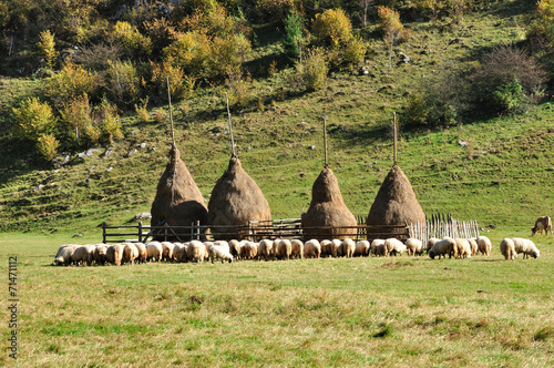 Flock of sheep and haystacks at autumn photo