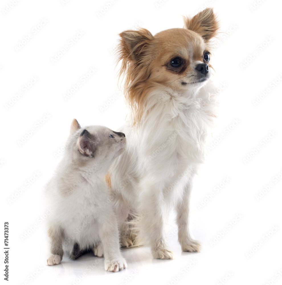 chihuahua and siamese kitten