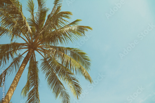 Vintage toned palm tree over sky background with copy space
