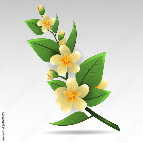 Spring of jasmine