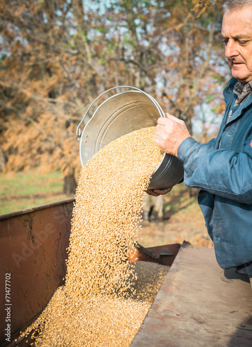 Farmer pours grain