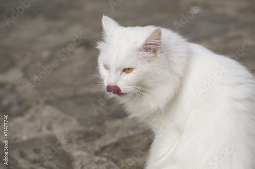 Persian cat