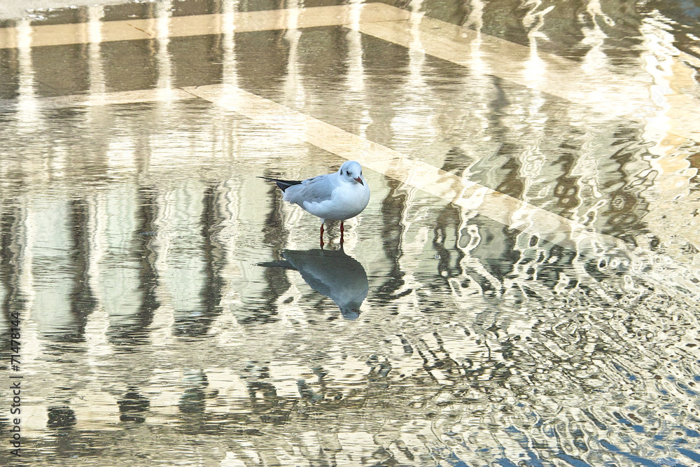 Obraz premium Gabbiano e acqua alta