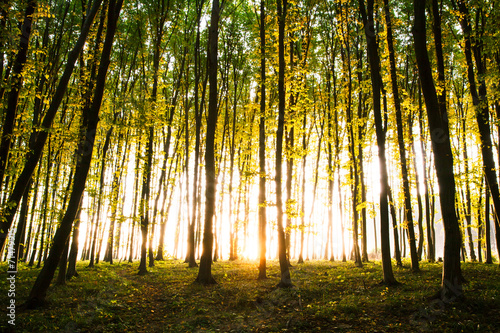 Nature. Beautiful morning scene in the forest