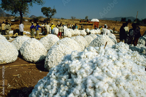 raccota cotone produzione tipica del camerun photo
