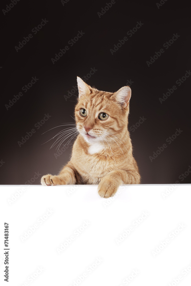 Naklejka Ginger Cat