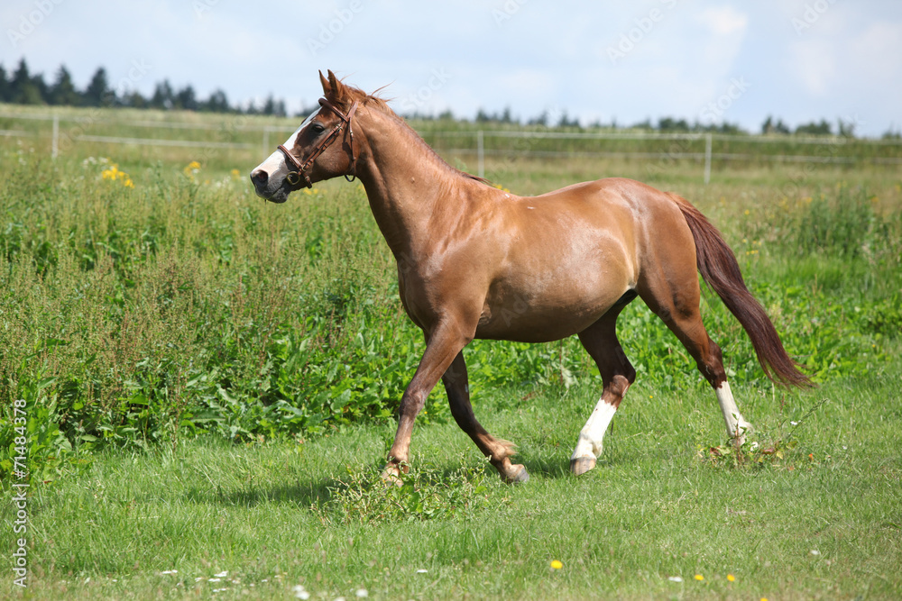 Nice chestnut horse running on meadow Nice chestnut horse running on meadow