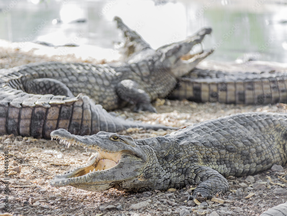 Fototapeta premium three American crocodile