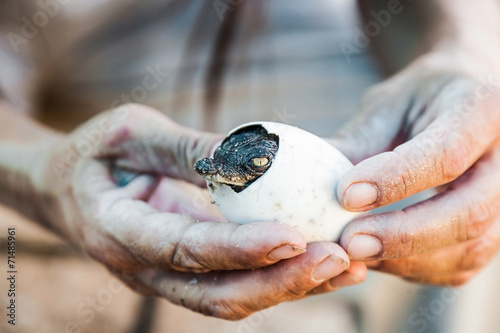 egg with a crocodile