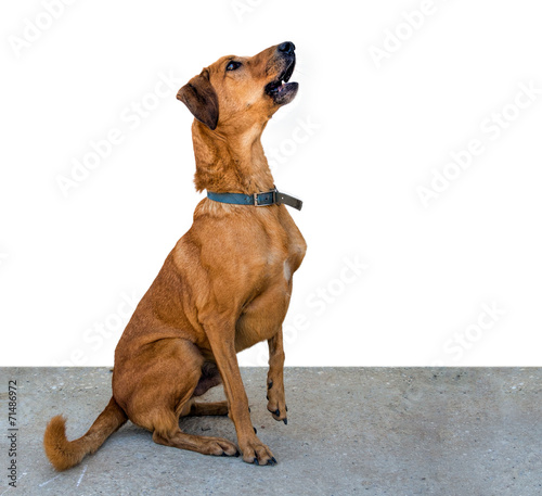 Seated brown dog  white background  attentive mongrel