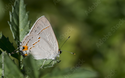 Gray Hairstreak Butterfly © thom_morris