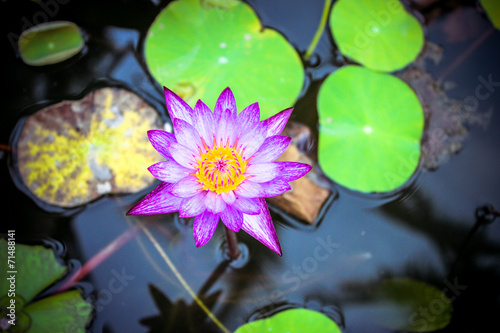 Purple Waterlily in garden pond