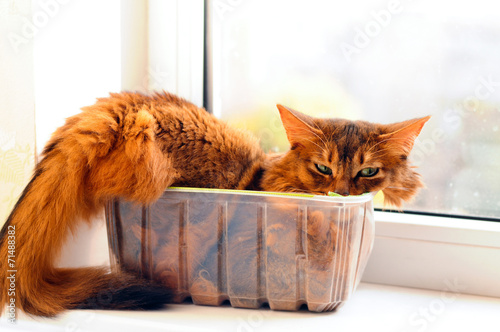 Cute cat in a box
