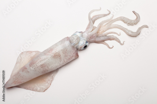 squid photo
