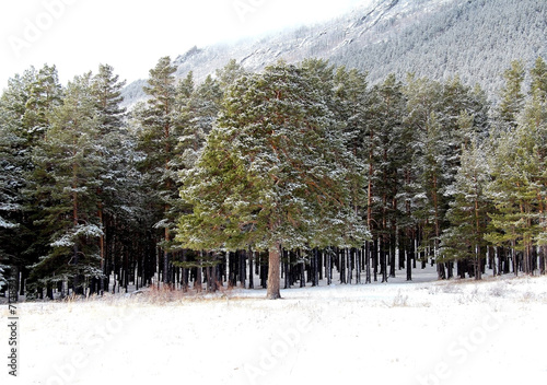 Winter forest in the mountains of Kazakhstan photo