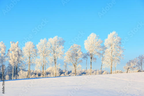Frosty treeline in winter landscape