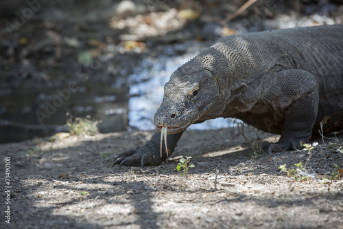 Komodo Dragon