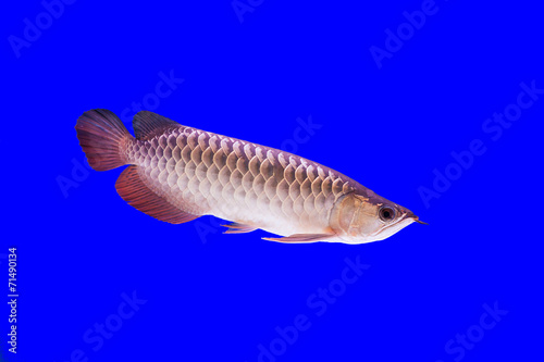 Arowana Fish