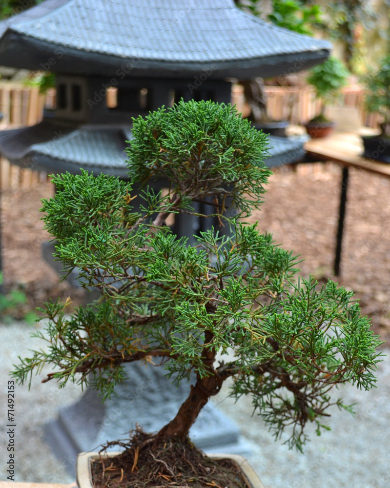spruce bonsai