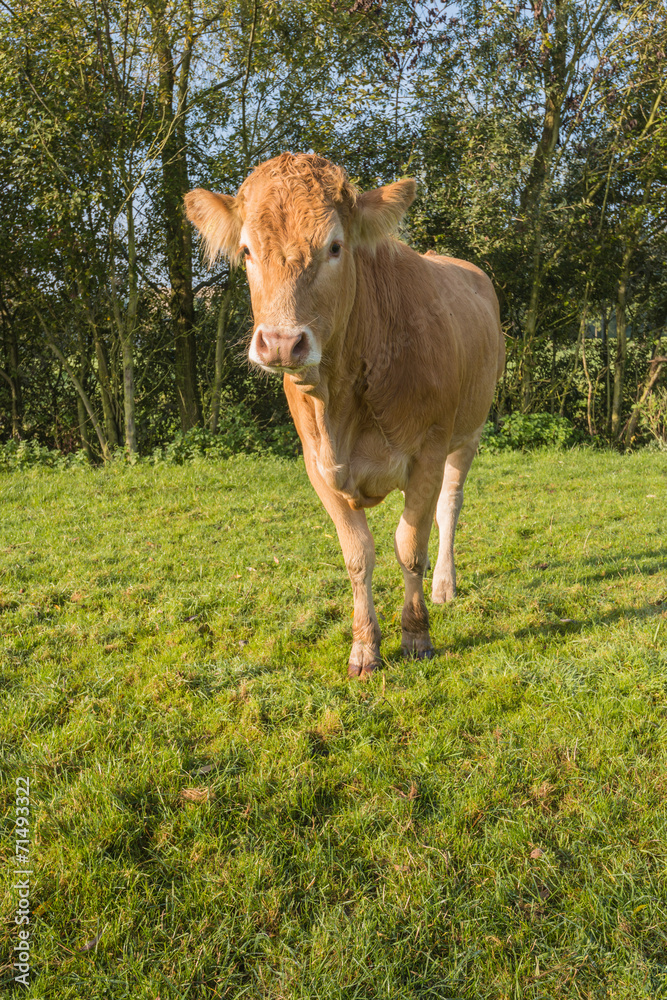Curiously looking young light brown cow