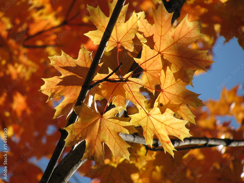 Naklejka premium Acer platanoides (Norway maple) fall foliage