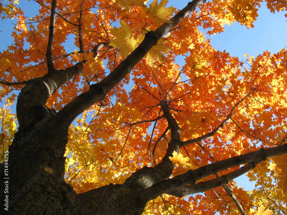 Naklejka premium Acer platanoides (Norway maple) autumn foliage