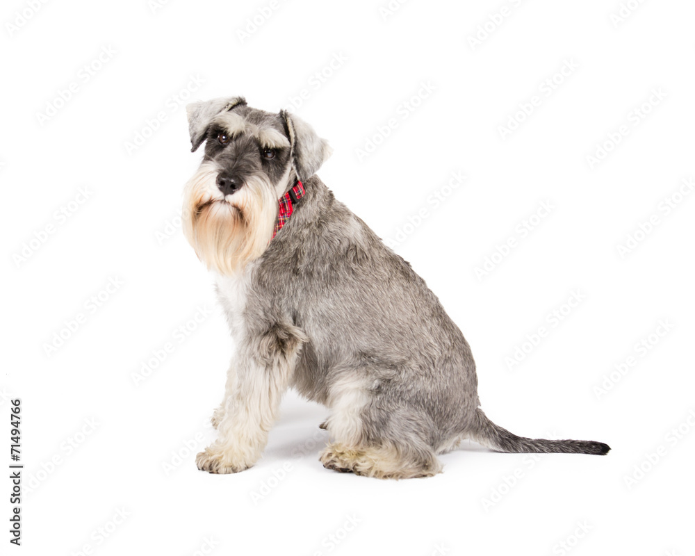 Picture of a miniature schnauzer sitting on a white background