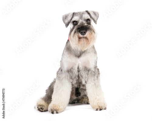 Picture of a miniature schnauzer sitting on a white background photo