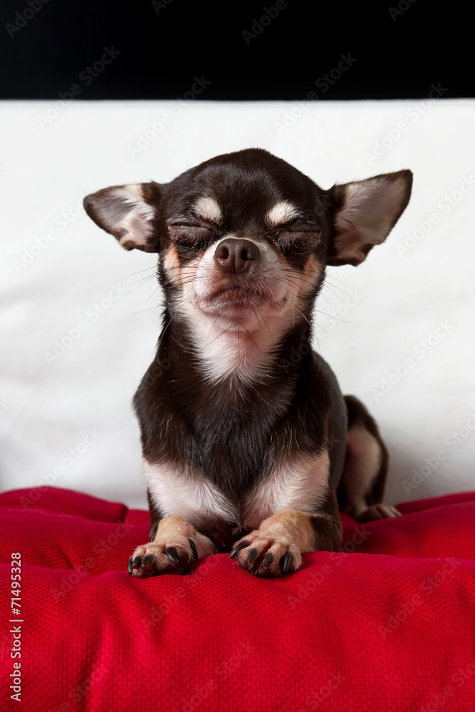sleeping chocolate chihuahua portrait sleeping chocolate chihuahua portrait