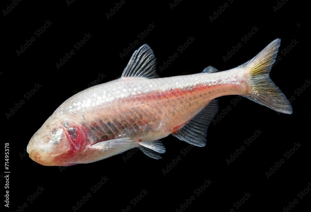 Obraz premium Anoptichthys jordani - blind cave mexican tetra