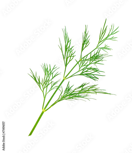 dill herb leaf close up macro isolated on white background