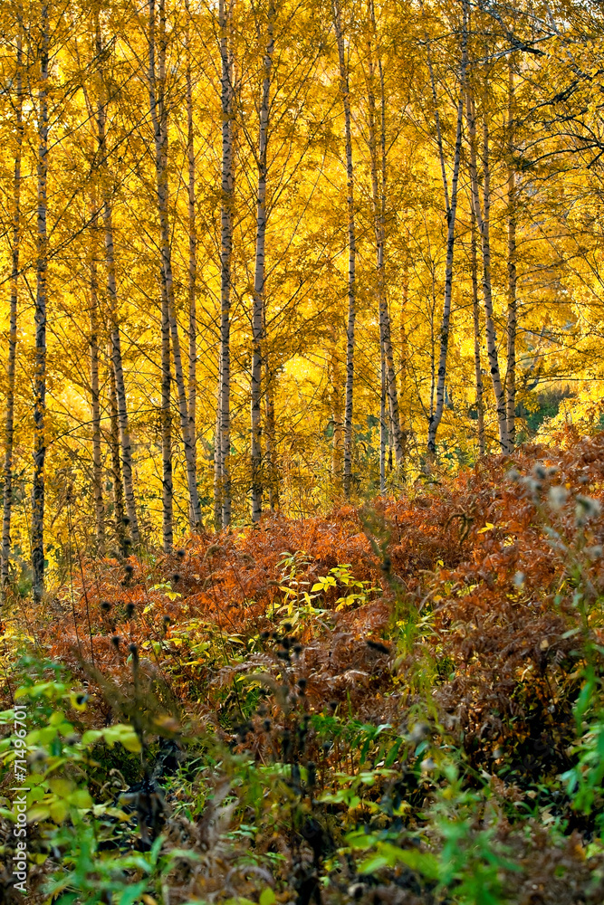 Trees in autumn forest