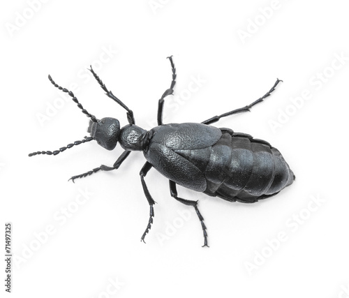 Beetle violet black on white background