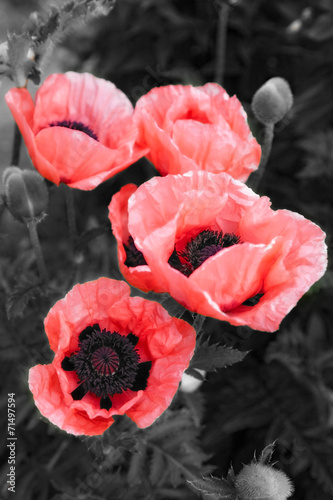 Fototapeta Naklejka Na Ścianę i Meble -  poppy