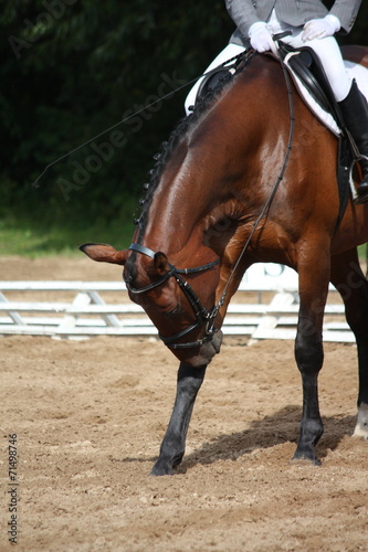 Sport horse scratching its leg