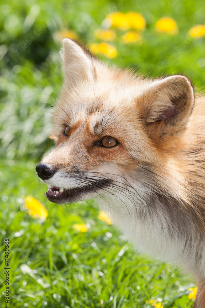 fox in meadow