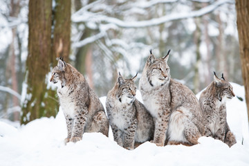 Sierkussen Lynx Lynxfamilie samen in het wild  © picture.jacker