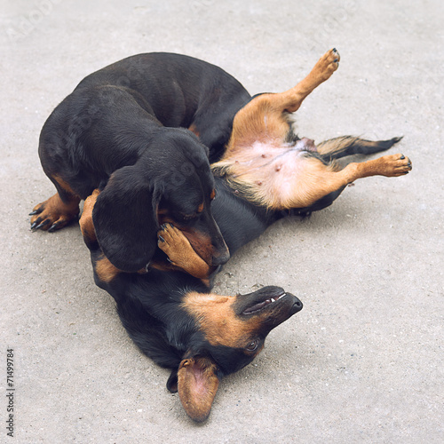 Fototapeta Naklejka Na Ścianę i Meble -  Two Dachshund Dogs playing