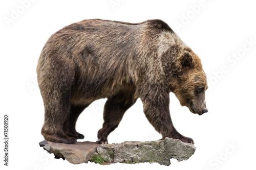 Бурый медведь © 1802185