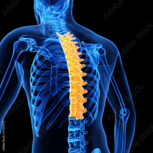medical 3d illustration of the thoracic spine photo
