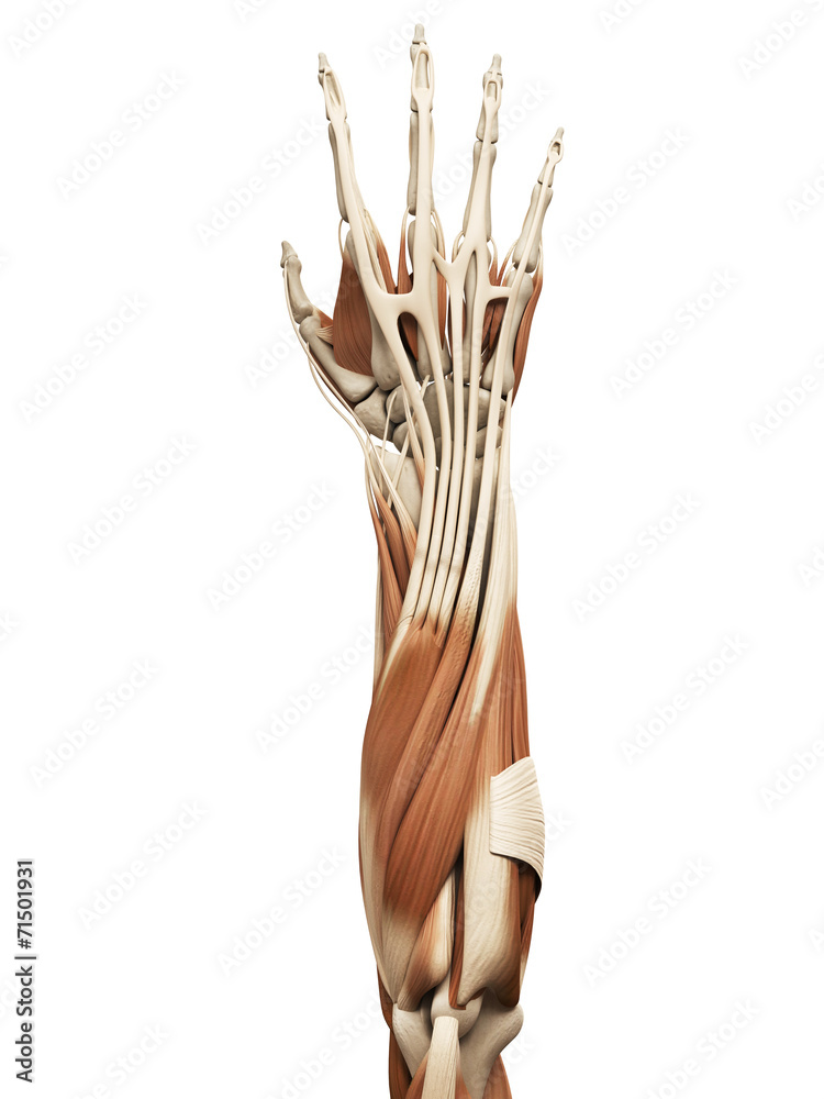 muscle anatomy - the arm muscles