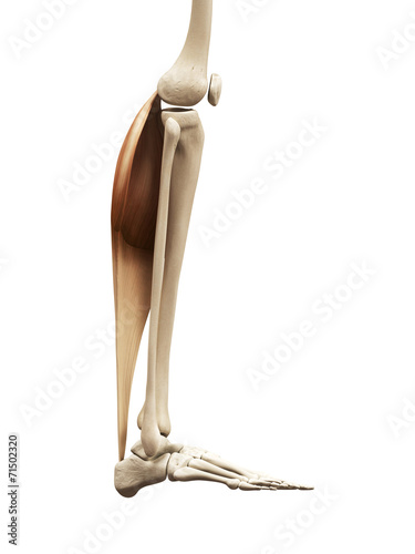 muscle anatomy - the gastrocnemius