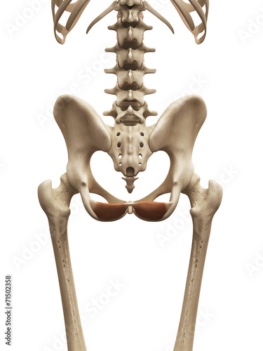 muscle anatomy - the iliococcygeus