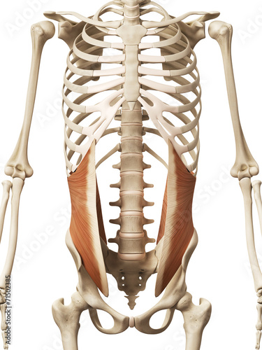 Quadro em tela muscle anatomy - the internal oblique