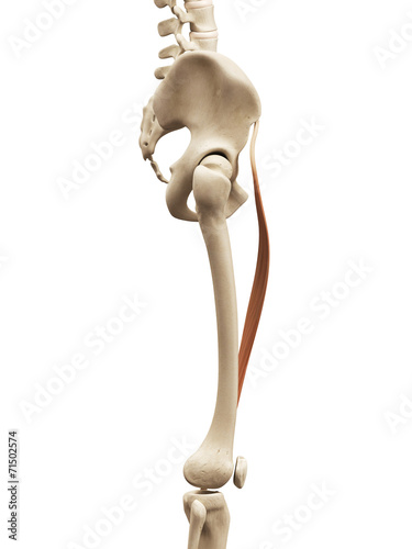 muscle anatomy - the sartorius
