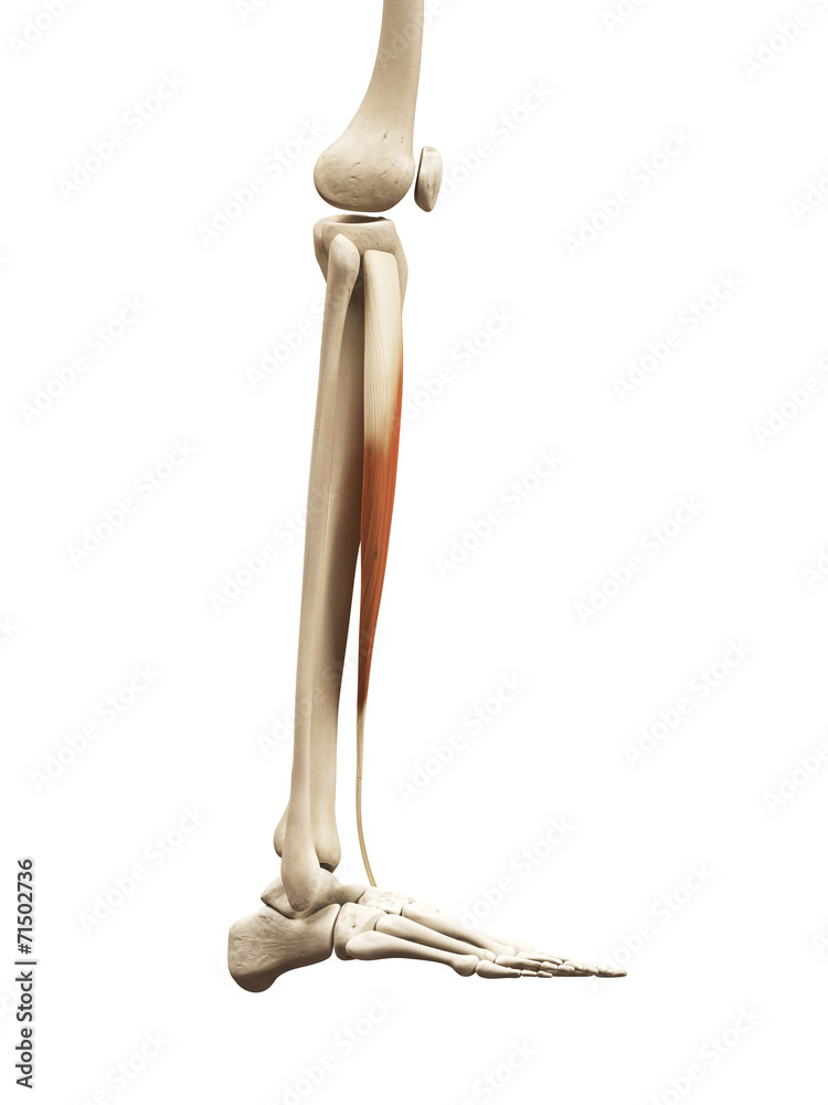 muscle anatomy - the tibialis anterior muscle anatomy - the tibialis anterior